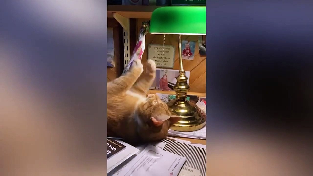 FUNNY ANIMAL VIDEO 2023 (4)