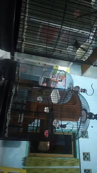 Bird sound