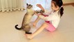 How to Build Your Cat’s Trust | How to Gain the Trust of a Cat | 10 Quick Tips For Cats Trust | #cattrust #buildcattrust #GaintheTrustofaCat #trustofascaredcat