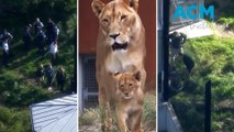 Five lions made a daring escape from Taronga Zoo prompting a full lockdown