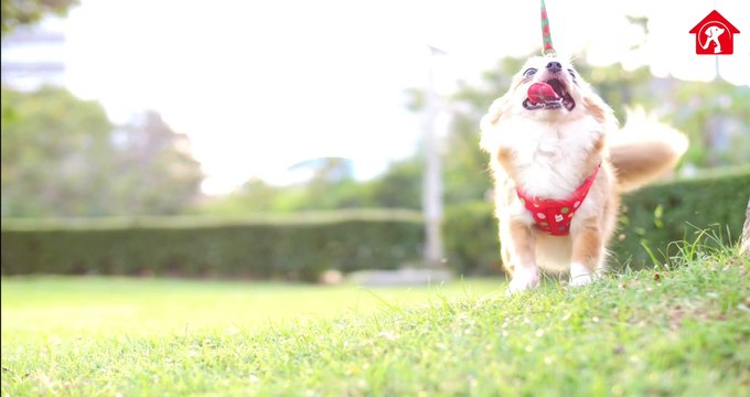 Facts About Chihuahuas | Chihuahua Puppies Videos | 7 Surprising Things You Should Know About Chihuahuas | Animal Vised #chihuahua #chihuahuafacts #animalvised #chihuahuadog #chihuahuas Visit to Our Website animalvised.com/