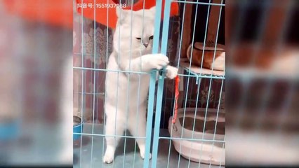 Lovely Baby Cats has Cute and Funny Moments