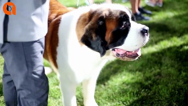 Trimming Dog Nails | How to Trim Your Dog’s Nails Safely | Animal Vised