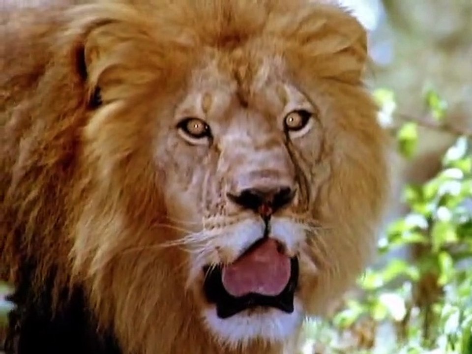 Frei geboren - Königin der Wildnis Staffel 1 Folge 9 HD Deutsch