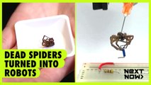 Dead spiders turned into robots | Next Now