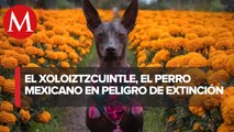 El xolo, de perro guía de los muertos a raza de moda y símbolo mexicano