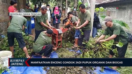 Manfaatkan Enceng Gondok Jadi Pupuk Organik dan Biogas