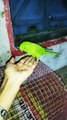 Talking Parrot So funny and cute video