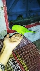Talking Parrot So funny and cute video