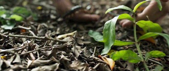 The One Hundred Bande-annonce (EN)