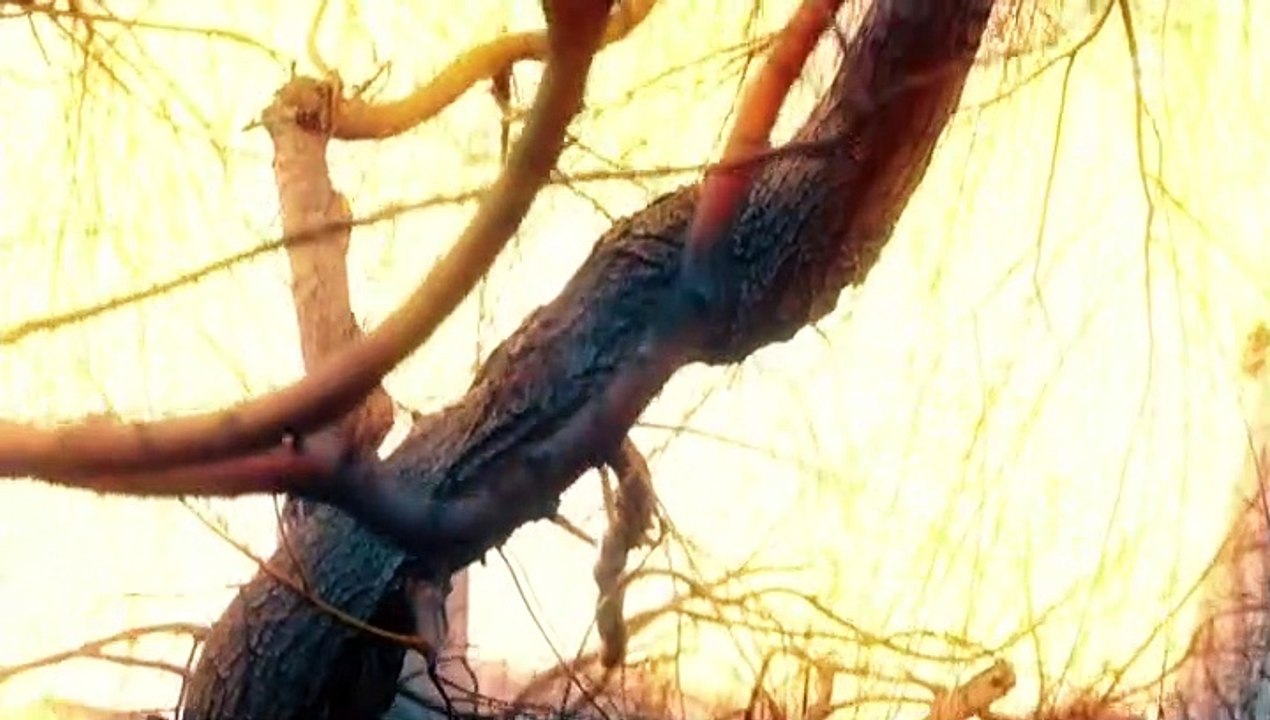 Tatort Staffel 46 Folge 24 - Part 02 HD Deutsch