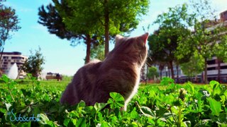 Cute & Adorable Cute Cats with Relaxing Music 11