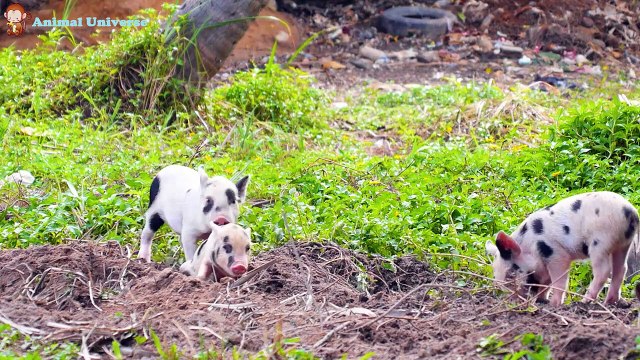 Animals with humans cows, cats, horses, goats, chickens, dogs, monkeys, sheep