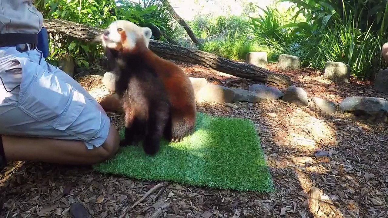 Crikey! It's the Irwins - Se1 - Ep08 - Robert's Baby Kangaroo HD Watch HD Deutsch