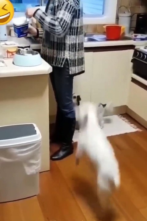 Best Funny Animal Videos 2022 - Funniest Cats And Dogs Video