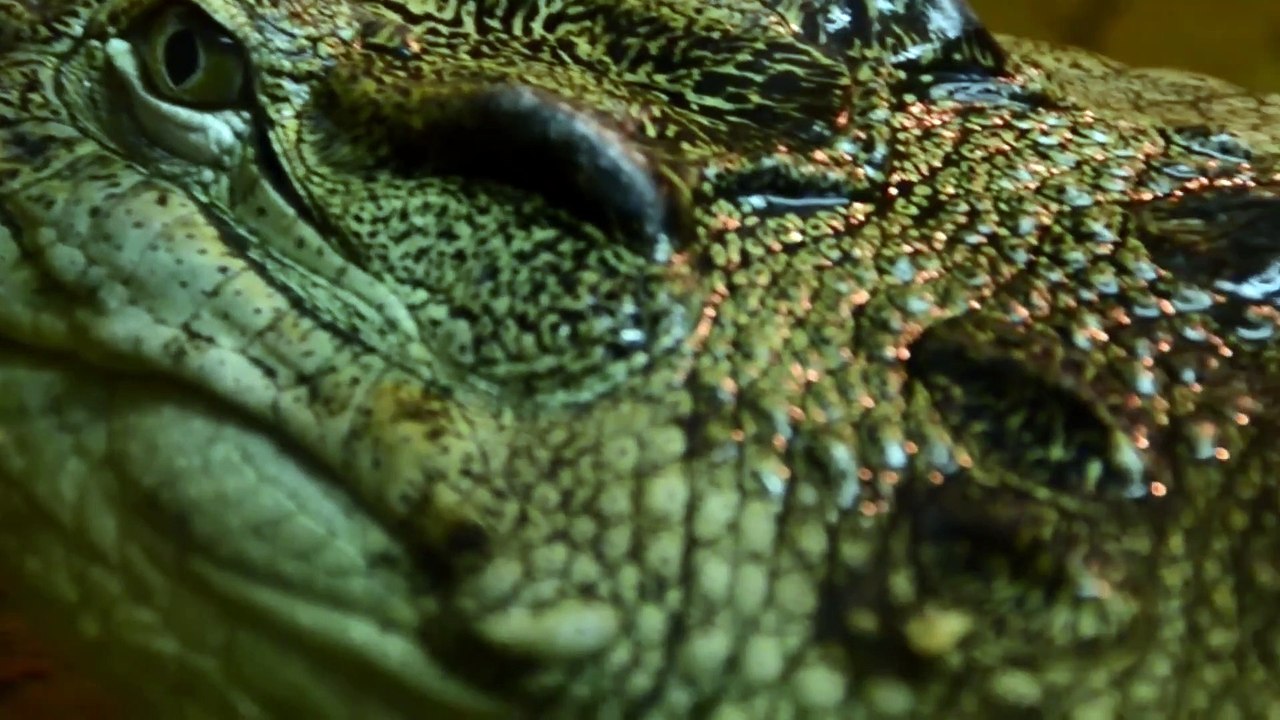 WILD CROCODILE