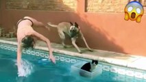 funny animals|pets town|try not to laugh|funny animal video 2022 funny animals life
