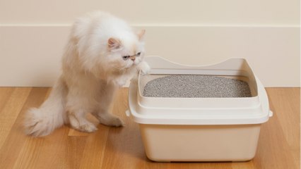 Does your cat pee outside the litter tray? Here is how to stop them