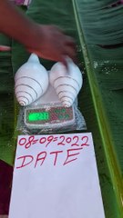 #Valampuri sangu original #dakshinavarti sangu original real