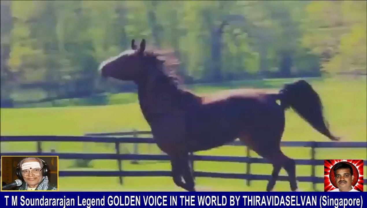 Old Is Gold (evergreen) T M Soundararajan Legend Vol 228   horse  song  1,