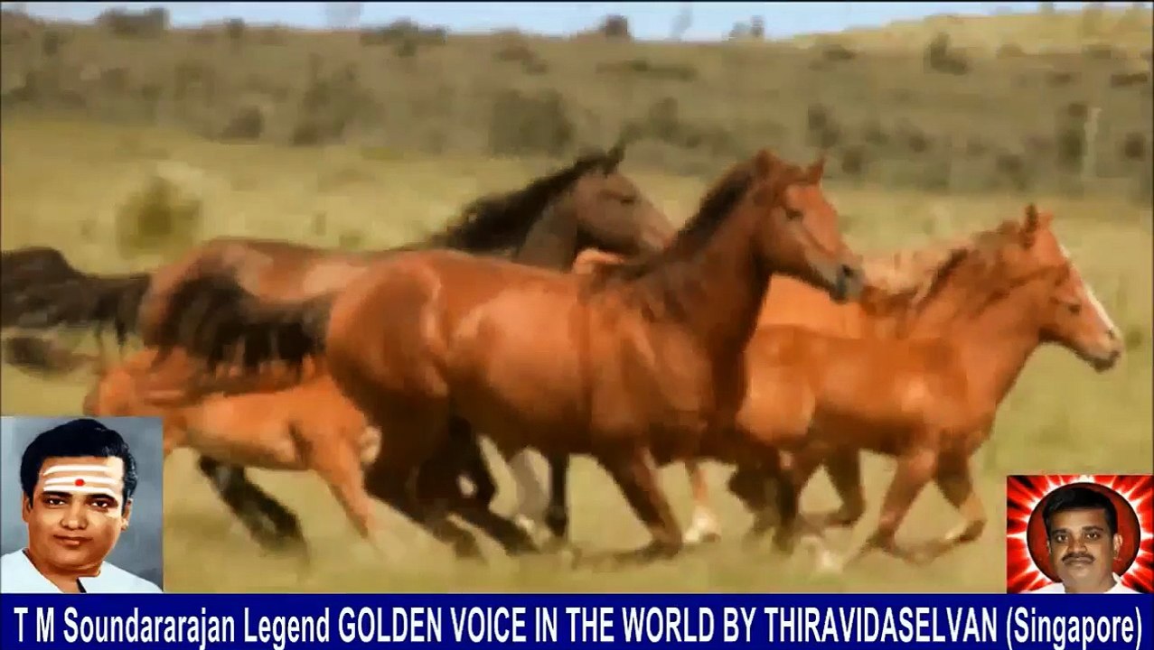 Old Is Gold (evergreen) T M Soundararajan Legend Vol 231 Horse Song 4