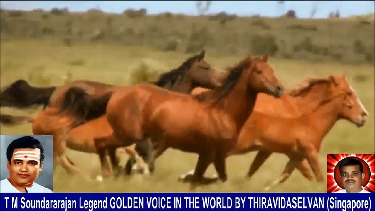 Old Is Gold (evergreen) T M Soundararajan Legend Vol 233 Horse Song 6