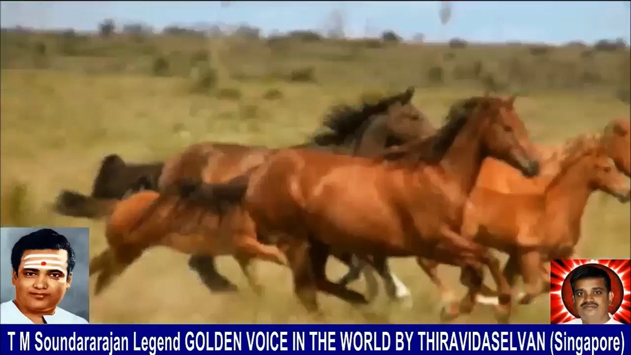 Old Is Gold (evergreen) T M Soundararajan Legend Vol 236 Horse Song 9