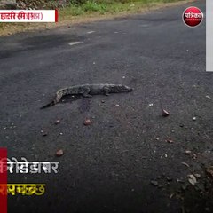 इटारसी (मप्र): तवा बांध की रोड पर दिखा मगरमच्छ