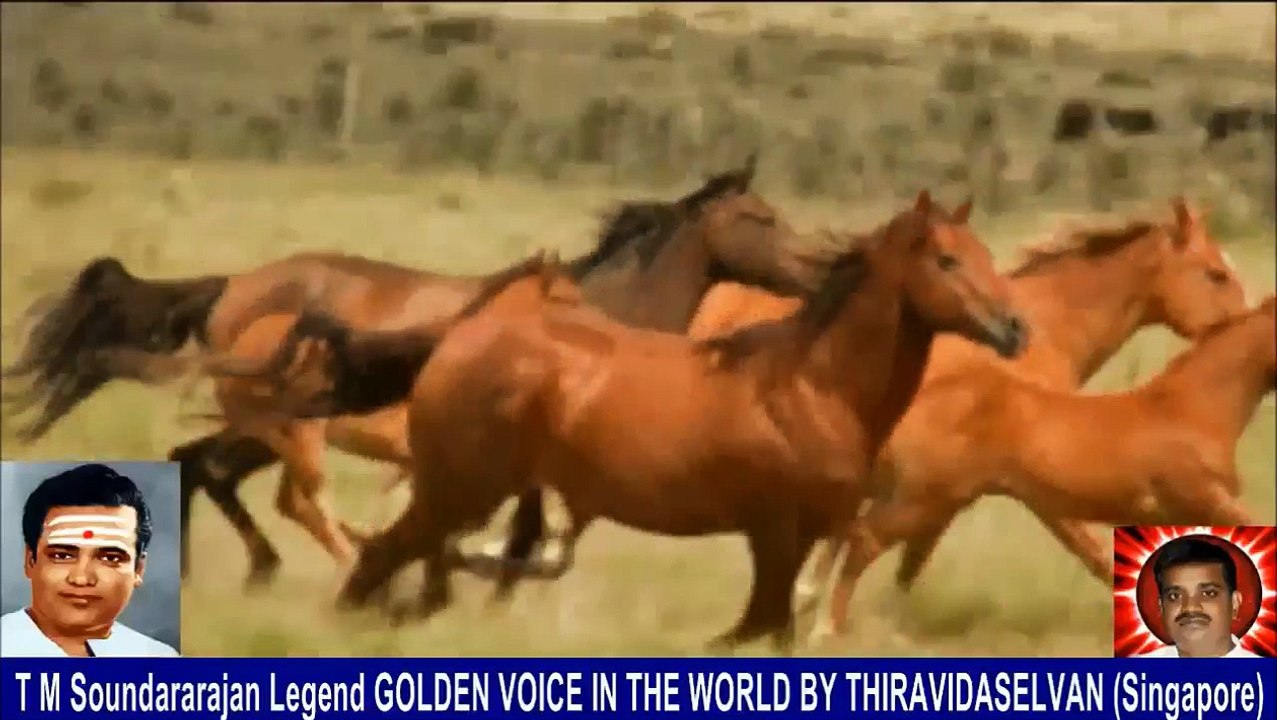 Old Is Gold (evergreen) T M Soundararajan Legend Vol 239 Horse Song 12
