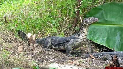 Berburu biawak danau__pest control__request pemilik kolam pemancingan