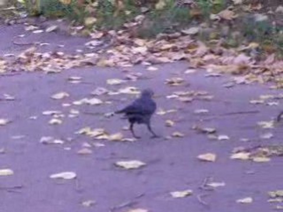 Kawka