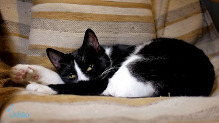 Cute & Adorable Cute Cats with Relaxing Music 8