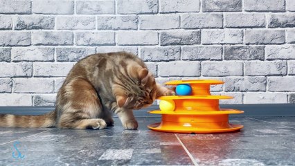 Cute & Adorable Cute Cats with Relaxing Music 10