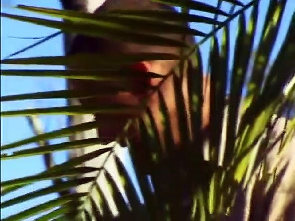 The Crocodile Hunter - Ep03 HD Watch HD Deutsch