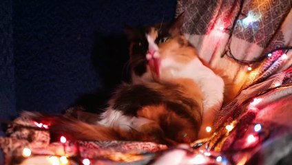 Cute & Adorable Cute Cats with Relaxing Music 12