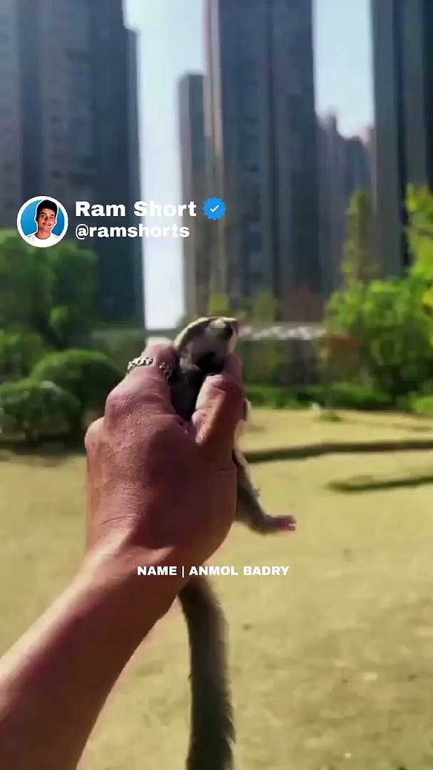 Squirrel | Ram Shorts   #ramshorts #shorts