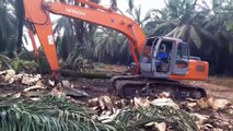 Replanting perkebunan kelapa sawit