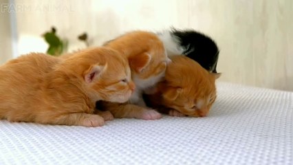 Best animal sound cat, dog, bear, lion, chicken | farm animal