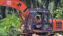 Operator Excavator Junior Ahli Tumbang dan Chipping Sawit _ Replanting Kelapa Sawit