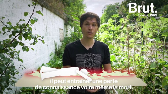 Les algues vertes, une menace ?
