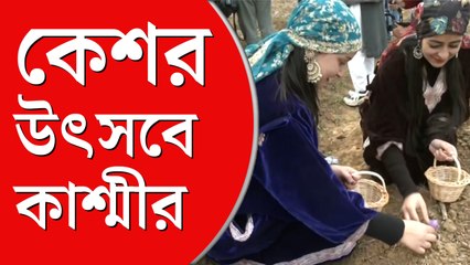 কাশ্মীরে চলছে কেশর উৎসব