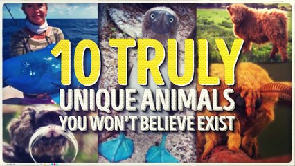 10 Unique Animals You Won’t Believe Exist