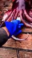 Amazing fishing giant squids