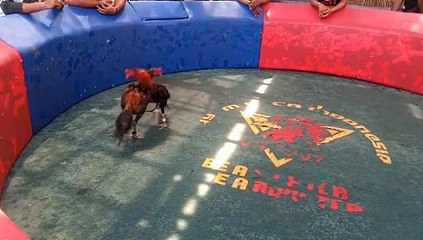 ALI 365 SI KEMPEL BUNGKUS PUTIH 3KG