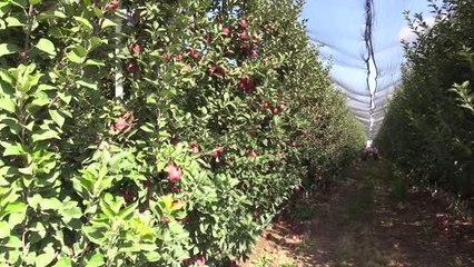 Kayseri'de ülkelerin damak tadına göre elma üretiliyor