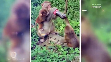 Monkies Funny Moments That Will Make You Laugh