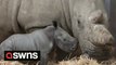 Adorable footage shows a week-old baby rhino charging around her shelter - after her sudden arrival stunned British zoo keepers