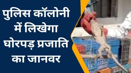 भैंसदेही:सांप से भी ज्यादा जहरीला होता है ये जानवर,शहर के पुलिस कॉलोनी से सर्पमित्र ने पकड़ा
