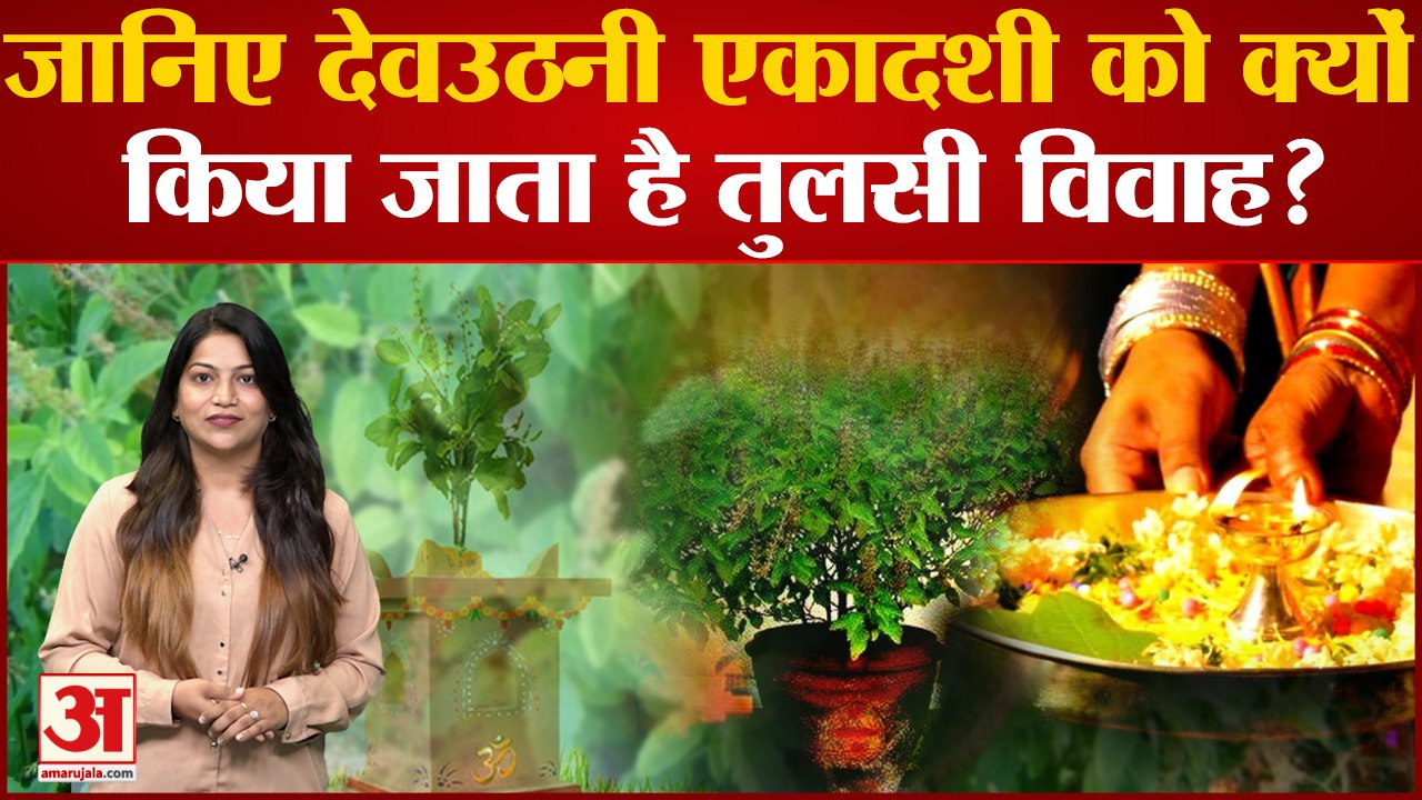 जानिए देवउठनी एकादशी को क्यों किया जाता है तुलसी विवाह। Tulsi Vivah। Devuthani ekadashi