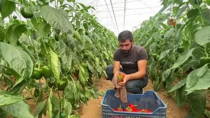 İhracatın yıldızı Kaliforniya biberinin hasadı başladı, ilk rotası Rusya oldu